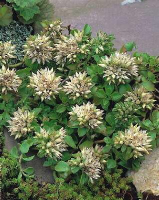 sedum spurium album