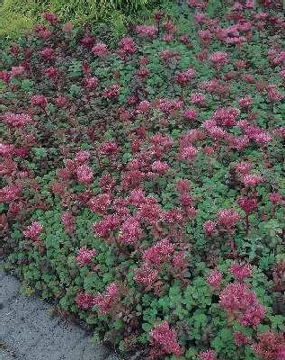 sedum spurium fuldaglut