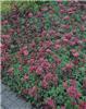 sedum spurium fuldaglut