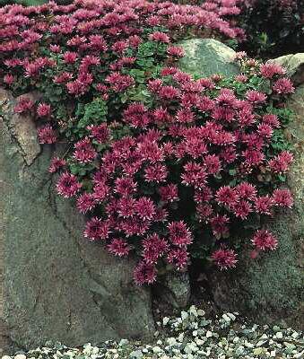 sedum spurium purpurteppich