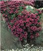 sedum spurium purpurteppich