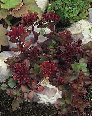 sedum spurium schorbuser blut (drachenblut)
