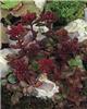 sedum spurium schorbuser blut (drachenblut)