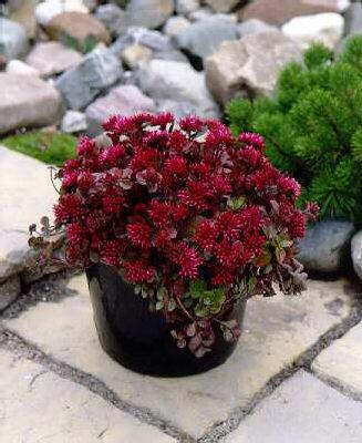 sedum spurium splendens (pot)