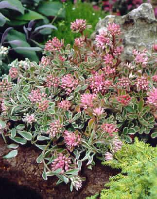 sedum spurium tricolor