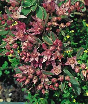sedum spurium vari