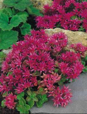 sedum spurium