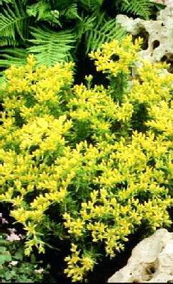 sedum stenopetalum (douglasii)