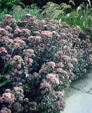 sedum strawberries and cream