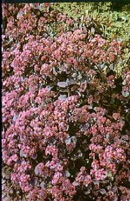 sedum vera jameson