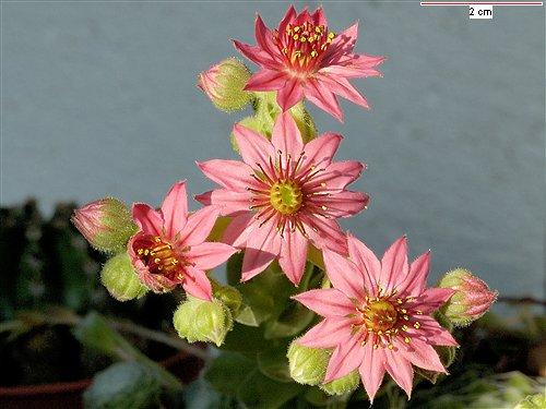 sempervivum arachnoideum