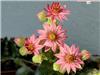 sempervivum arachnoideum