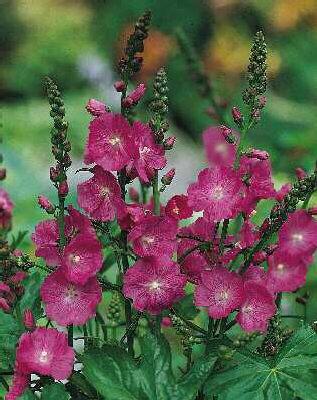 sidalcea rosanna