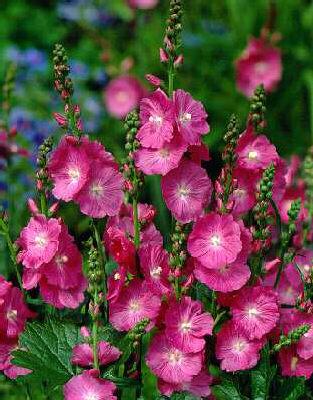 sidalcea rosy gem