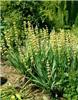 sisyrinchium stria