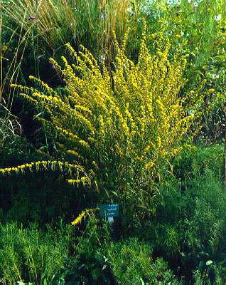 solidago caesia