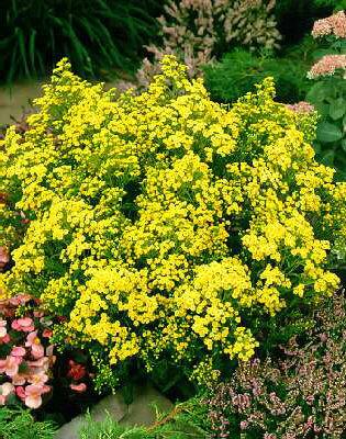 solidago citronella