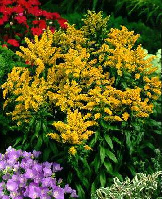 solidago glomerata goldkind