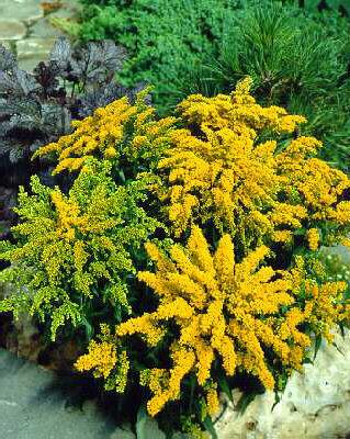 solidago golden mosa