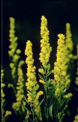 solidago praecox
