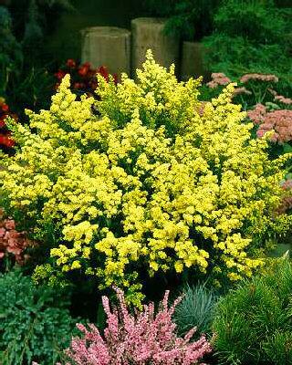 solidago super