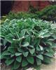 stachys byzantina big ears