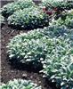 stachys byzantina silver carpet