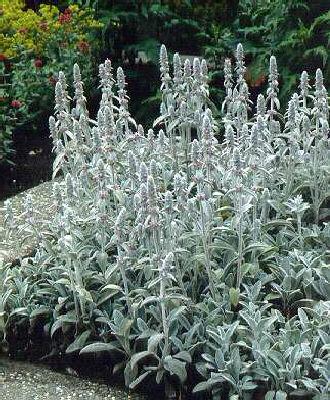 stachys byzantina