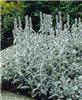 stachys byzantina