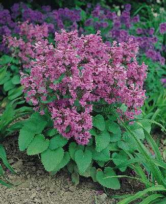 stachys grandiflora superba