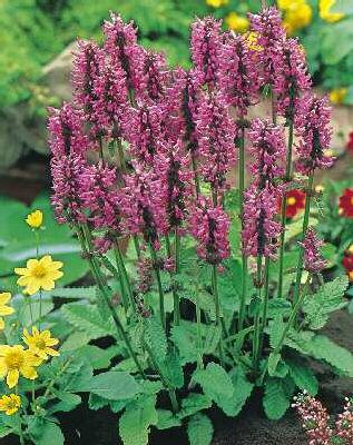 stachys grandiflora