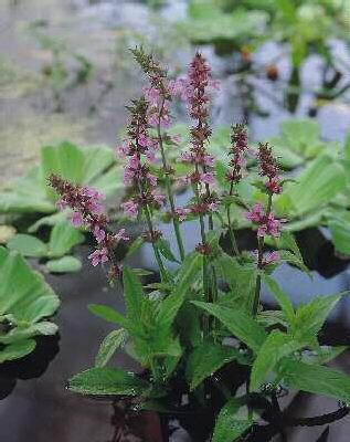 stachys palustris