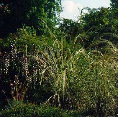 stipa barbata