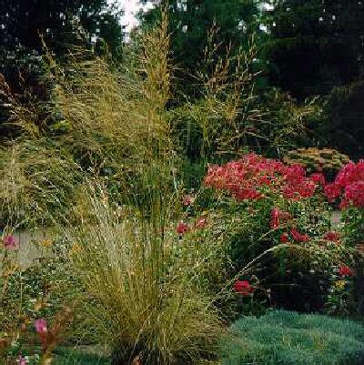 stipa gigantea
