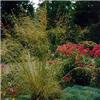 stipa gigantea