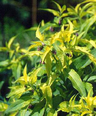 symphytum aureum