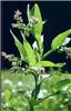 symphytum officinale