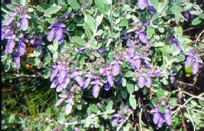 teucrium fruticans