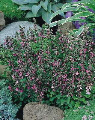 teucrium lucidrys
