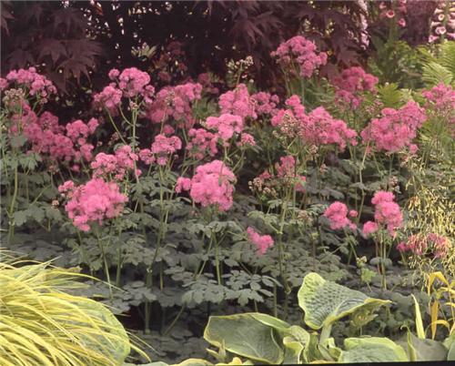 thalictrum aquilegifolium thundercloud