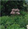 thalictrum aquilegifolium