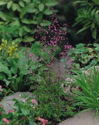 thalictrum delavayi hewitt's double