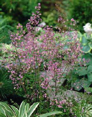 thalictrum delavayi