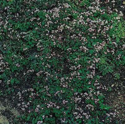 thalictrum kiusianum