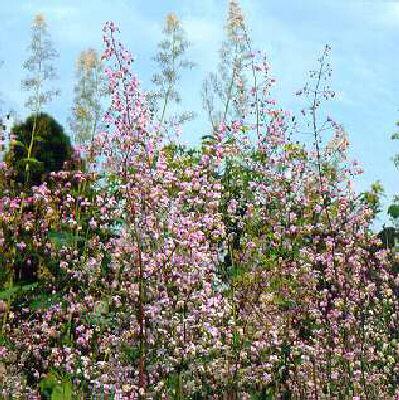 thalictrum rochebrunnianum