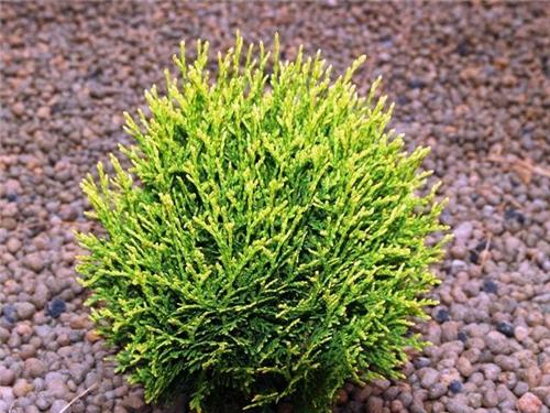 thuja occidentalis waterfield