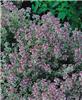 thymus citriodorus silver queen