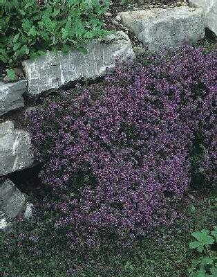 thymus