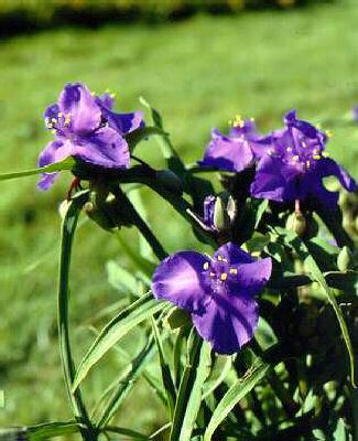 tradescantia (A)  blue stone