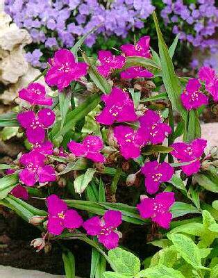 tradescantia (A)  karminglut